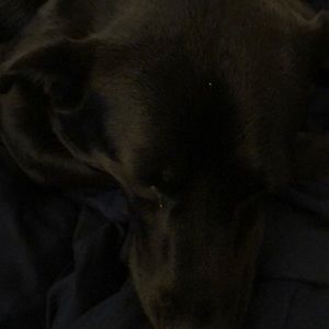 Meet your Posher, Bennett